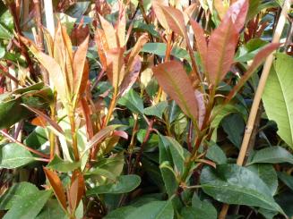 Photinia - Rote Glanzmispel Größe 40-60 cm, 3L