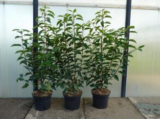 Portugiesische Lorbeerkirsche 