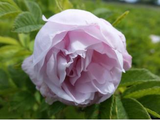 Bodendeckerrose 'Dagmar Hastrup' 