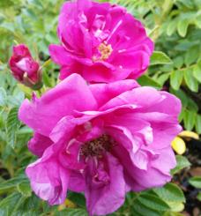 Bodendeckerrose 'Rotes Meer' 