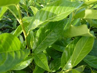 Kirschloorbeer Genolia im Container 