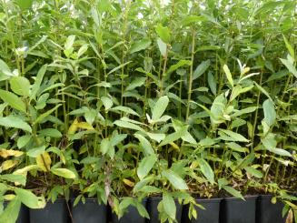 Salix Caprea - Salweide 