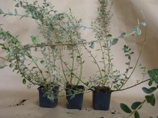 Salix repens argentea - Silber-Kriechweide 