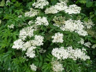 Sambucus Nigra - Fliederbeere/Holunder 