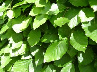 Fagus sylvatica - Rotbuchenpflanzen Größe 125-150cm, 3-5L Topf