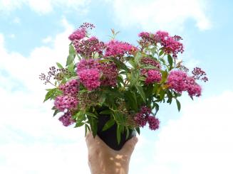 Rosaroter Spierstrauch (Spiraea bum. 'Anthony Waterer') Roter Spierstrauch im 1L Topf, 20-30 cm groß