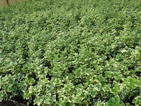 Euonymus fortunei 'Emerald Gaiety' 