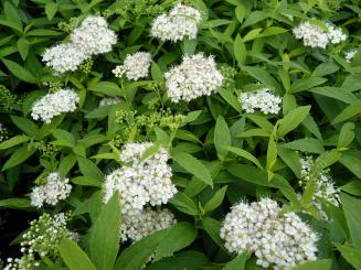 Spiraea albiflora - Weiße Zwergspiere 