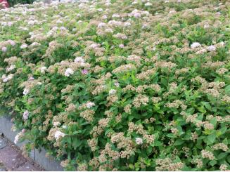 Spiraea japonica 'Little Princess' - Rosa Zwergspiere 