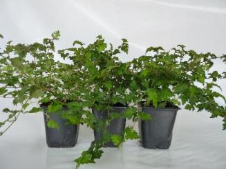 Zwerg-Kranzspiere Stephanandra incisa 'Crispa', 20-30 cm im Topf 