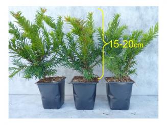 Taxus baccata 'Repandens' 15-20 cm 