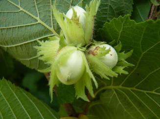 Corylus Avellana - Haselnuss 
