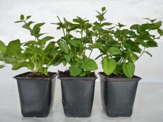 'Vinca Major' - Großes Immergrün im P9 Topf (0,5L) 