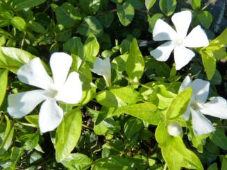 'Vinca Minor Alba' - Kleines Immergrün (weiß) im P9 Topf 