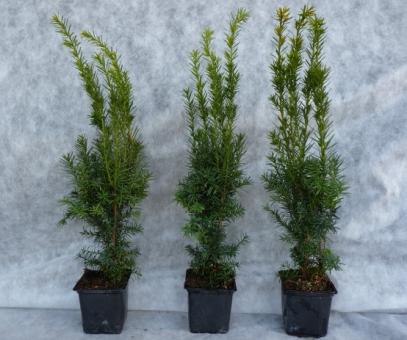 Taxus media 'Hillii' Kegeleibe, 60-80 cm,  im C2-3 Topf