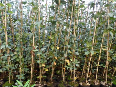 Sorbus torminalis (Elsbeere) 