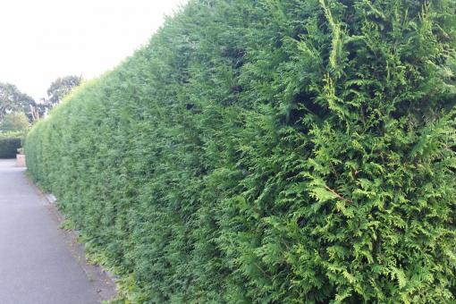 Thuja brabant - Lebensbaum brabant 