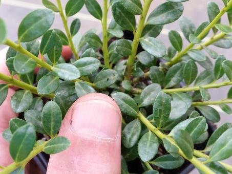 Bergilex  'Glorie Gem' 