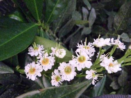 Kirschlorbeer 'Otto Luyken', 40-60cm 