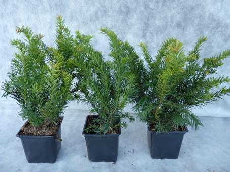 Taxus baccata 'Repandens' 30-40 cm 
