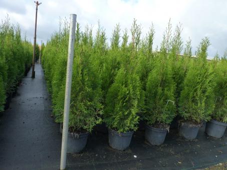 Thuja columna - Lebensbaum Columna 