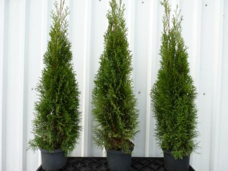Thuja smaragd - Lebensbaum smaragd 