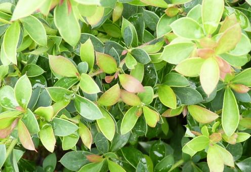Berberis buxifolia Nana - Buxusblättrige Berberitze 