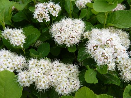 Spiraea betulifolia - Birkenblättriger Spierstrauch 