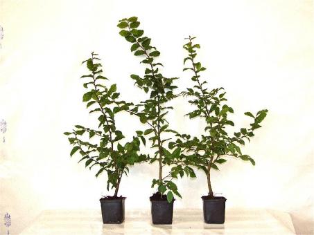 Containerhainbuchen, 50-80 cm groß Größe 50-80cm, 1L