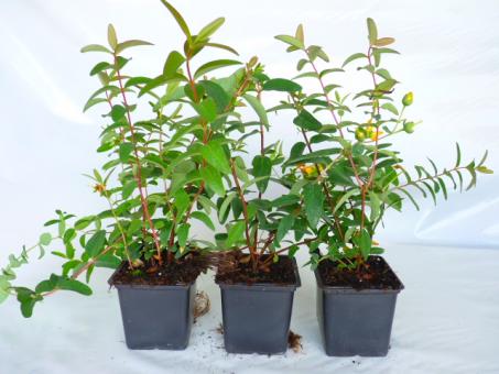 Hypericum ‘Hidcote’ Johanniskraut – Winterhart, Pflegeleicht & Blüht Gelb Von Juni Bis September