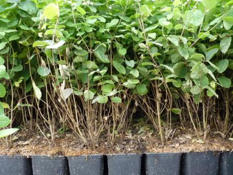 Bodendeckerpflanzen online kaufen | Lonicera Xylosteum - Heckenkirsche | -  preiswert durch Direktvertrieb