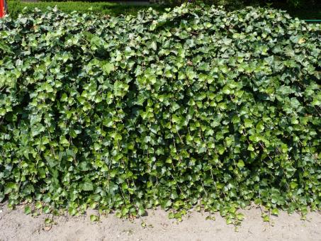 pothos efeutute 15 main image 0