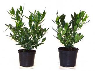 Kirschlorbeer 'Otto Luyken', 30-40cm 